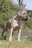 CANE CORSO 360